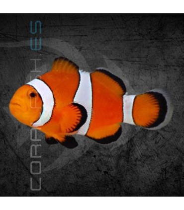 Amphiprion ocellaris S | Pez Payaso