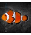Amphiprion ocellaris S | Pez Payaso