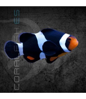 Amphiprion ocellaris Black M | Pez Payaso Negro