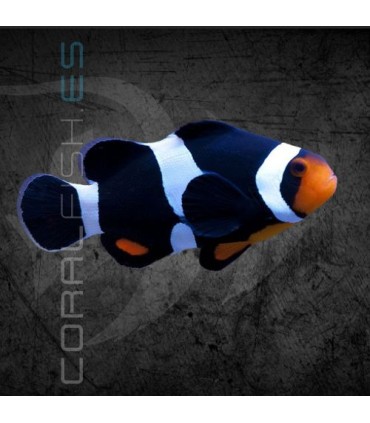 Amphiprion ocellaris Black M | Pez Payaso Negro