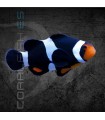 Amphiprion ocellaris Black M | Pez Payaso Negro