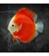 Pez Disco Red White Premium 5-6 cm | Symphysodon aequifasciata
