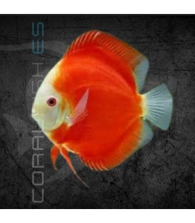 Pez Disco Red White Premium 5-6 cm | Symphysodon aequifasciata