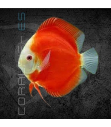Pez Disco Red White Premium 5-6 cm | Symphysodon aequifasciata