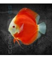 Pez Disco Red White Premium 5-6 cm | Symphysodon aequifasciata