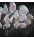 Pez Disco White Pigeon Premium 5-6 cm | Symphysodon