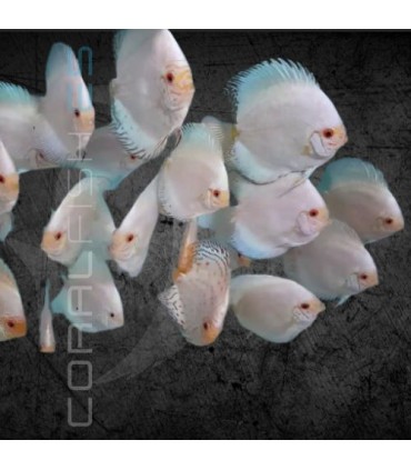 Pez Disco White Pigeon Premium 5-6 cm | Symphysodon