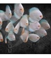 Pez Disco White Pigeon Premium 5-6 cm | Symphysodon aequifasciata