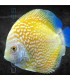 Pez Disco Yellow Pigeon Premium 5-6cm | Symphysodon