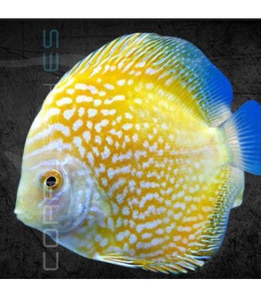 Pez Disco Yellow Pigeon Premium 5-6cm | Symphysodon