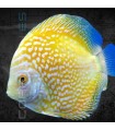Pez Disco Yellow Pigeon Premium 5-6cm | Symphysodon aequifasciata