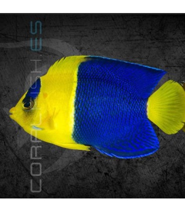 Centropyge bicolor M | Pez Ángel Enano Bicolor