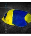 Centropyge bicolor M | Pez Ángel Enano Bicolor
