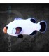 Amphiprion percula Platinum M | Pez Payaso Percula Platinum