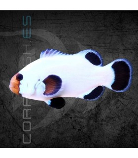 Amphiprion percula Platinum M | Pez Payaso Percula Platinum