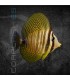 Zebrasoma desjardini S | Pez Cirujano de Vela de Desjardini