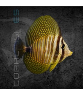 Zebrasoma desjardini S | Pez Cirujano de Vela de Desjardini