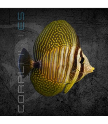 Zebrasoma desjardini S | Pez Cirujano de Vela de Desjardini