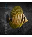 Zebrasoma desjardini S | Pez Cirujano de Vela de Desjardini