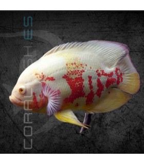 Pez Oscar Albino Tigre 7.5 cm | Astronotus ocellatus