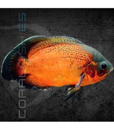 Pez Oscar Rojo 7.5 cm | Astronotus ocellatus