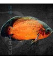 Pez Oscar Rojo 7.5 cm | Astronotus ocellatus