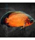 Pez Oscar Rojo 5-6 cm | Astronotus ocellatus
