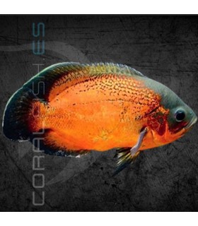 Pez Oscar Rojo 5-6 cm | Astronotus ocellatus