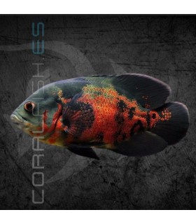 Pez Oscar Tigre 7.5 cm | Astronotus ocellatus