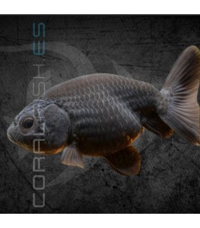 Ranchu Negro AA 4-5 cm | Carassius auratus