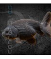 Ranchu Negro AA 4-5 cm | Carassius auratus