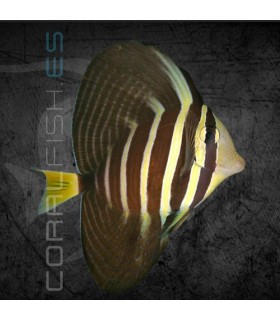 Zebrasoma veliferum S | Pez Cirujano de Vela