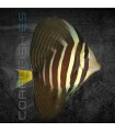 Zebrasoma veliferum S | Pez Cirujano de Vela