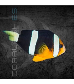 Amphiprion clarkii M | Pez Payaso de Clark