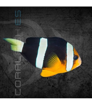 Amphiprion clarkii M | Pez Payaso de Clark