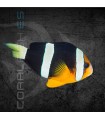 Amphiprion clarkii M | Pez Payaso de Clark