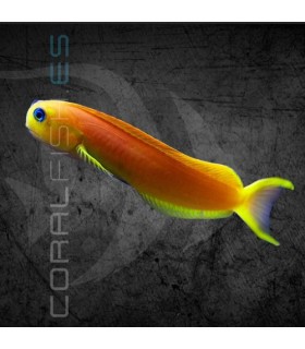 Ecsenius midas M | Blénido de Midas