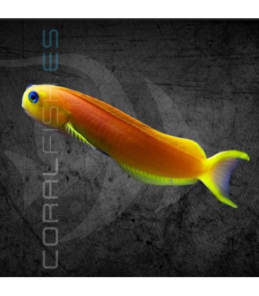 Ecsenius midas M | Blénido de Midas