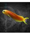 Ecsenius midas M | Blénido de Midas