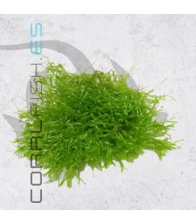 Vesicularia dubyana | Java Moss | Tarrina 80cc