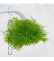 Vesicularia dubyana | Java Moss | Tarrina 80cc
