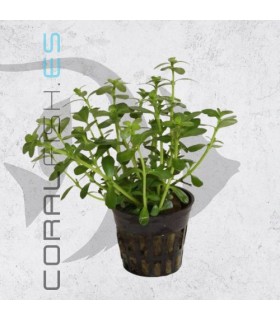 Bacopa monnieri-crenata | Maceta de 5cm