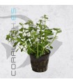 Bacopa monnieri-crenata | Maceta de 5cm