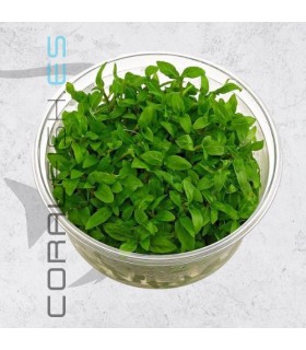 Staurogyne rubescens-repens | In Vitro