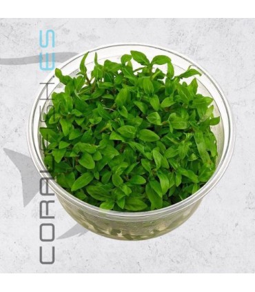 Staurogyne rubescens-repens | In Vitro