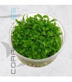 Staurogyne rubescens-repens | In Vitro