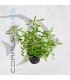 Limnophila hippuridoides | Maceta de 5 cm