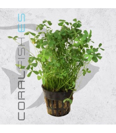 Marsilea hirsuta | Maceta de 5 cm