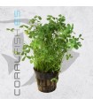 Marsilea hirsuta | Maceta de 5 cm