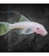 Ancistrus Snow White Ojo Negro 3.5 cm | Ancistrus sp.